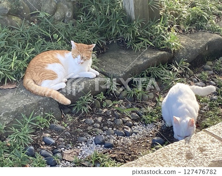 Cat brother 127476782