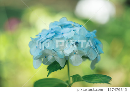 Blue hydrangeas shining in the sunlight - a refreshing scene in early summer Blue hydrangeas shining in the sunlight - a refreshing scene in early summer 127476843