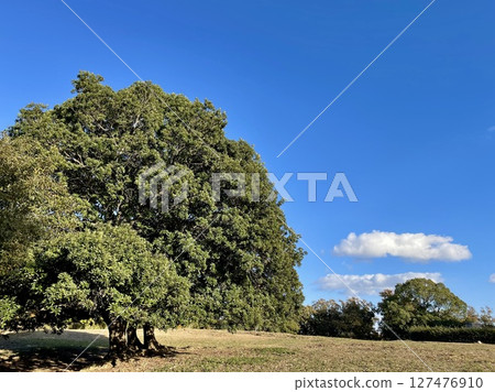 Landscape with blue sky, white clouds and big tree Landscape with blue sky, white clouds and big tree 127476910