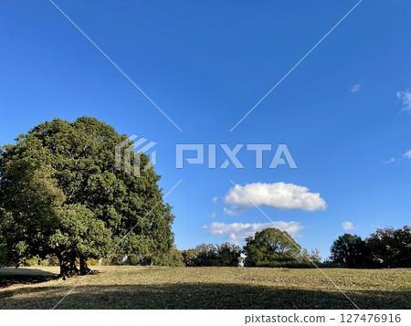 Landscape with blue sky, white clouds and big tree Landscape with blue sky, white clouds and big tree 127476916