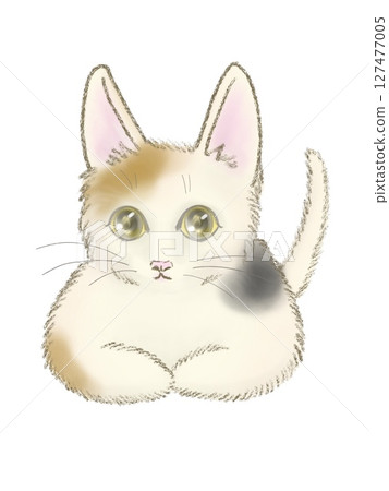 Box sitting calico cat front 127477005