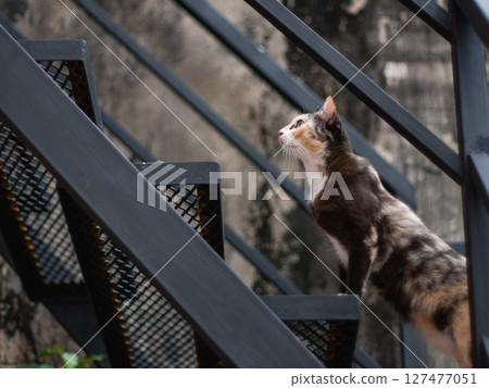 Close-up portrait of a calico cat with green eyes. Close-up portrait of a calico cat with green eyes. 127477051