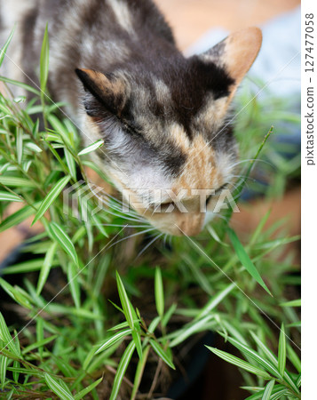 Close-up portrait of a calico cat eating grass Thyrsostachys siamensis Gamble or Temple Bamboo. 127477058