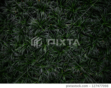 Mondo Grass Fountainplant, Ophiopogon japonicas for garden. Mondo Grass Fountainplant, Ophiopogon japonicas for garden. 127477098