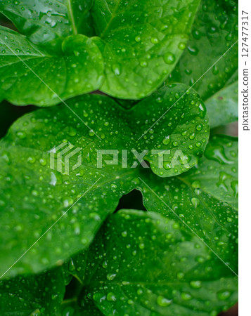 Fresh nature Close up Green leaf with water dew drop after rain. Fresh nature Close up Green leaf with water dew drop after rain. 127477317