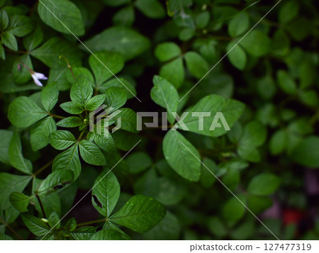 fresh green plants Natural green background with leaf and drops of water. 127477319