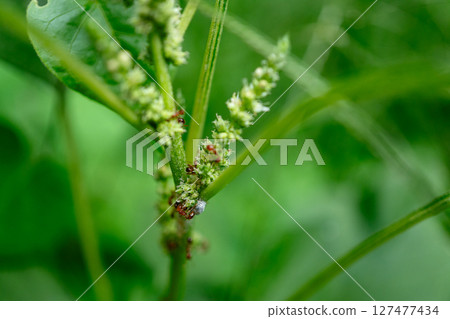 Ants Farming Aphids for Honeydew on Green Plant Stem. Ants Farming Aphids for Honeydew on Green Plant Stem. 127477434