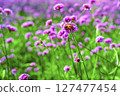 Honey bee collecting nectar from verbena bonariensis flower. 127477454