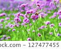 Honey bee collecting nectar from verbena bonariensis flower. 127477455