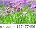 Honey bee collecting nectar from verbena bonariensis flower. 127477456