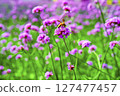 Honey bee collecting nectar from verbena bonariensis flower. 127477457
