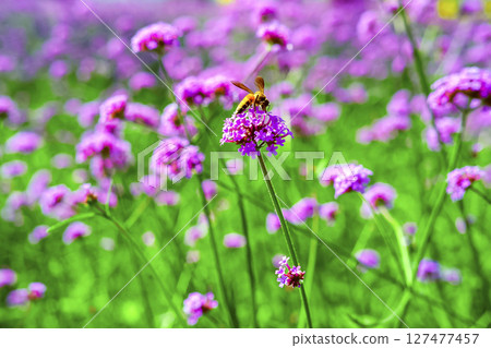 Honey bee collecting nectar from verbena bonariensis flower. Honey bee collecting nectar from verbena bonariensis flower. 127477457