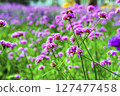 Honey bee collecting nectar from verbena bonariensis flower. 127477458