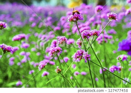 Honey bee collecting nectar from verbena bonariensis flower. 127477458
