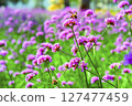 Honey bee collecting nectar from verbena bonariensis flower. 127477459