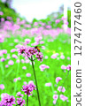 Honey bee collecting nectar from verbena bonariensis flower. 127477460
