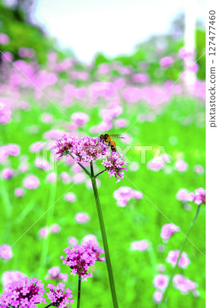 Honey bee collecting nectar from verbena bonariensis flower. 127477460
