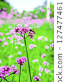 Honey bee collecting nectar from verbena bonariensis flower. 127477461