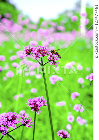 Honey bee collecting nectar from verbena bonariensis flower. 127477461
