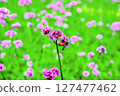 Honey bee collecting nectar from verbena bonariensis flower. 127477462