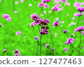 Honey bee collecting nectar from verbena bonariensis flower. 127477463