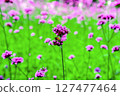 Honey bee collecting nectar from verbena bonariensis flower. 127477464