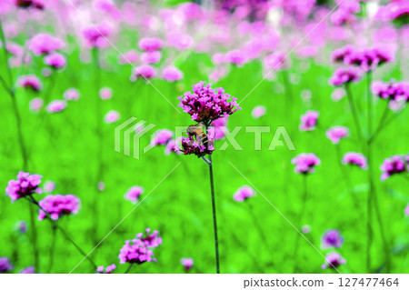Honey bee collecting nectar from verbena bonariensis flower. 127477464