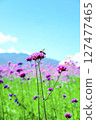 Honey bee collecting nectar from verbena bonariensis flower. 127477465