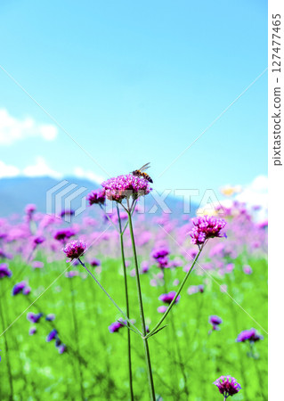 Honey bee collecting nectar from verbena bonariensis flower. 127477465