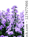 Purple marguerite daisy in a flower field background. 127477466
