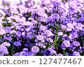 Purple marguerite daisy in a flower field background. 127477467