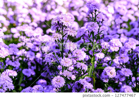 Purple marguerite daisy in a flower field background. 127477467