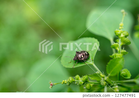 White-spotted Jewel Bug (Scutelleridae) or Paracritheus trimaculatus (Shield-backed Bug) on Green Leaf. 127477491