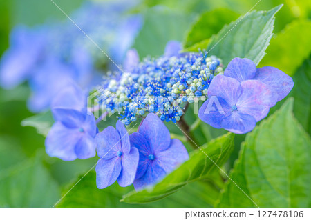 hydrangea   127478106