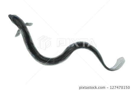 Watercolor eel illustration 127478150