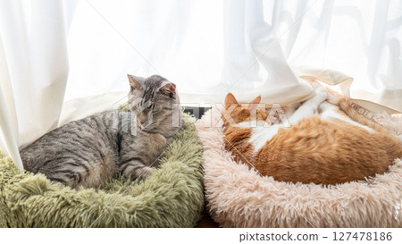 A cat relaxing at the window 127478186