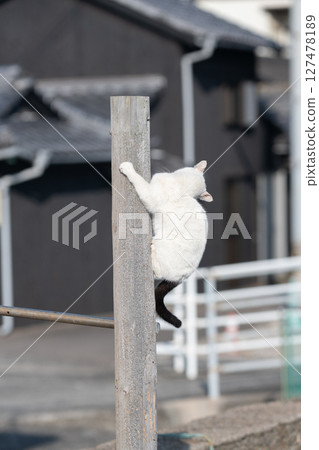 Stray cats playing on a tree Stray cats playing on a tree 127478189