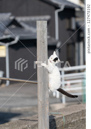 Stray cats playing on a tree 127478192