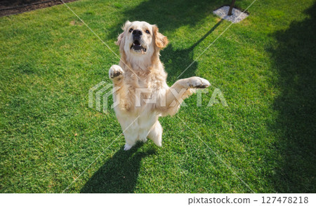 Golden retriever dog stands upright on hind legs on green lawn, playfully raising front paws, cheerful and funny pet enjoying sunny outdoor playtime 127478218