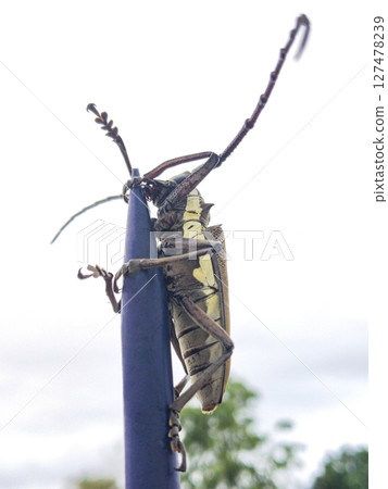 Brown Longhorn Beetle on Blue Spike Fence Brown Longhorn Beetle on Blue Spike Fence 127478239