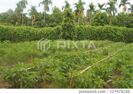 Fertile fields of crops thrive in Thailand's tropical climate Fertile fields of crops thrive in Thailand's tropical climate 127478288