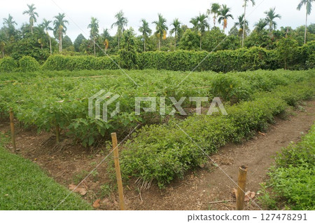 Tropical crops thrive under cloudy skies Tropical crops thrive under cloudy skies 127478291