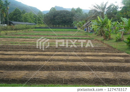 Tropical farm with planted crops and greenery 127478317