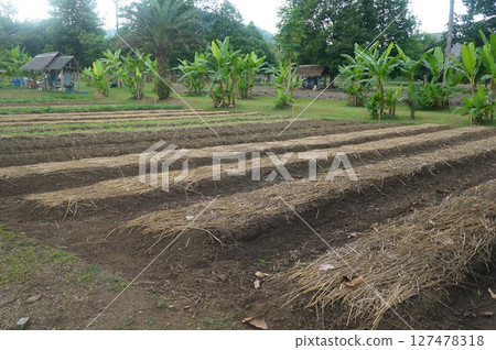Rural farmland in Thailand featuring banana trees 127478318