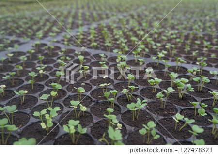 Seedlings thrive in rich soil, soaking up sunlight Seedlings thrive in rich soil, soaking up sunlight 127478321