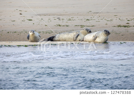 Seals are found Relaxing on the Sandy Shore in their Natural Habitat by the ocean waves Seals are found Relaxing on the Sandy Shore in their Natural Habitat by the ocean waves 127478388