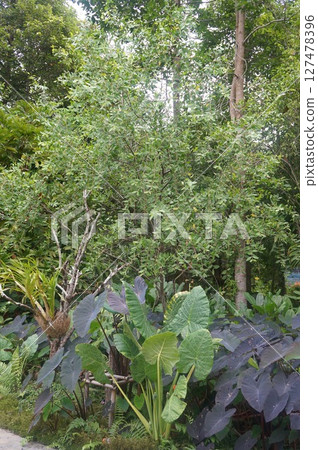 Lush plants flourish in a tropical setting Lush plants flourish in a tropical setting 127478396