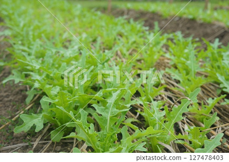 Fresh arugula thrives in Thailand's warm climate Fresh arugula thrives in Thailand's warm climate 127478403