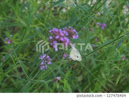 Butterfly perched on colorful flowers in Thailand Butterfly perched on colorful flowers in Thailand 127478404