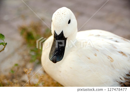 White Domestic Duck Standing on Rough Ground White Domestic Duck Standing on Rough Ground 127478477